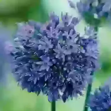 Caeruleum